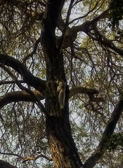 Sciurus aureogaster