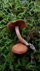 Cortinarius rubicundulus