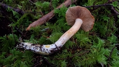 Cortinarius rubicundulus