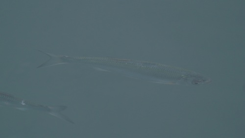 Danube bleak (Alburnus chalcoides) — Cyprinidae — 2