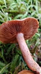Cortinarius rubicundulus