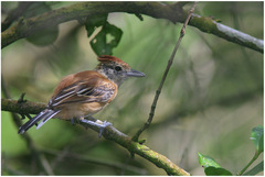 Sakesphorus canadensis