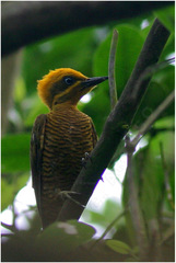 Piculus chrysochloros