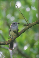 Myiarchus panamensis