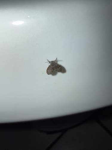 Unknown species found near NJ-72, Manahawkin, NJ, US