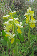 Orchis pauciflora