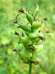 Platanthera clavellata image