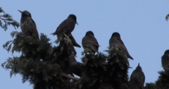 Sturnus vulgaris
