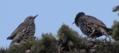 Sturnus vulgaris