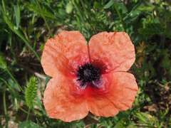 Papaver apulum
