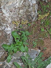 Rumex tuberosus creticus