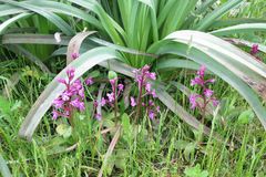 Orchis quadripunctata