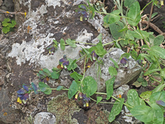 Cerinthe retorta