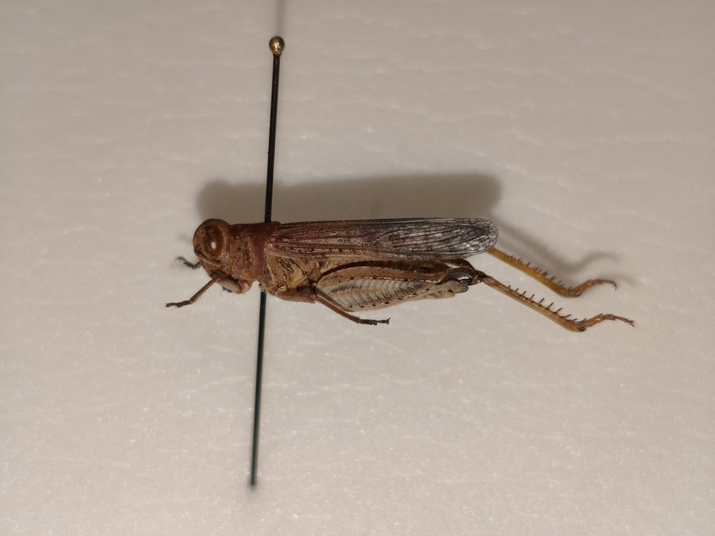 Barbary Grasshopper