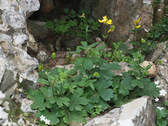 Ranunculus creticus