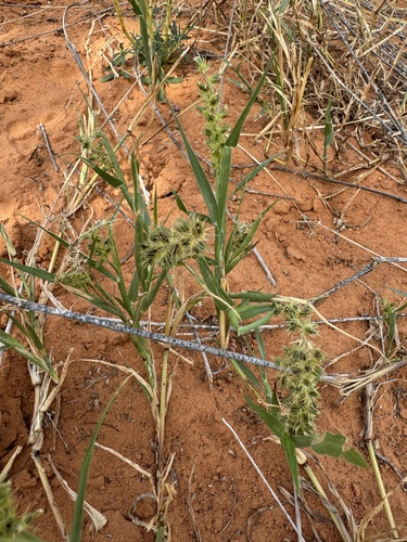Indian sandbur (Cenchrus biflorus)