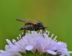 Empis tessellata