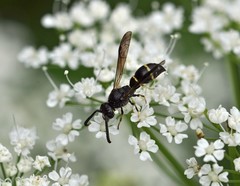 Symmorphus bifasciatus