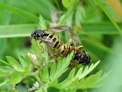 Temnostoma vespiforme