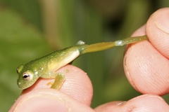 Vitreorana uranoscopa