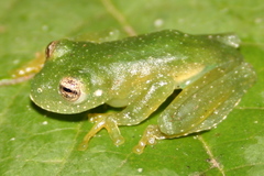 Vitreorana uranoscopa