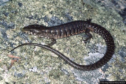 San Lucan Alligator Lizard