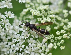 Symmorphus bifasciatus