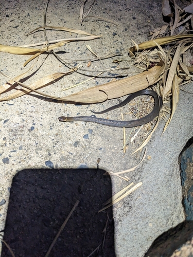 Southern Dwarf Crowned Snake sighting