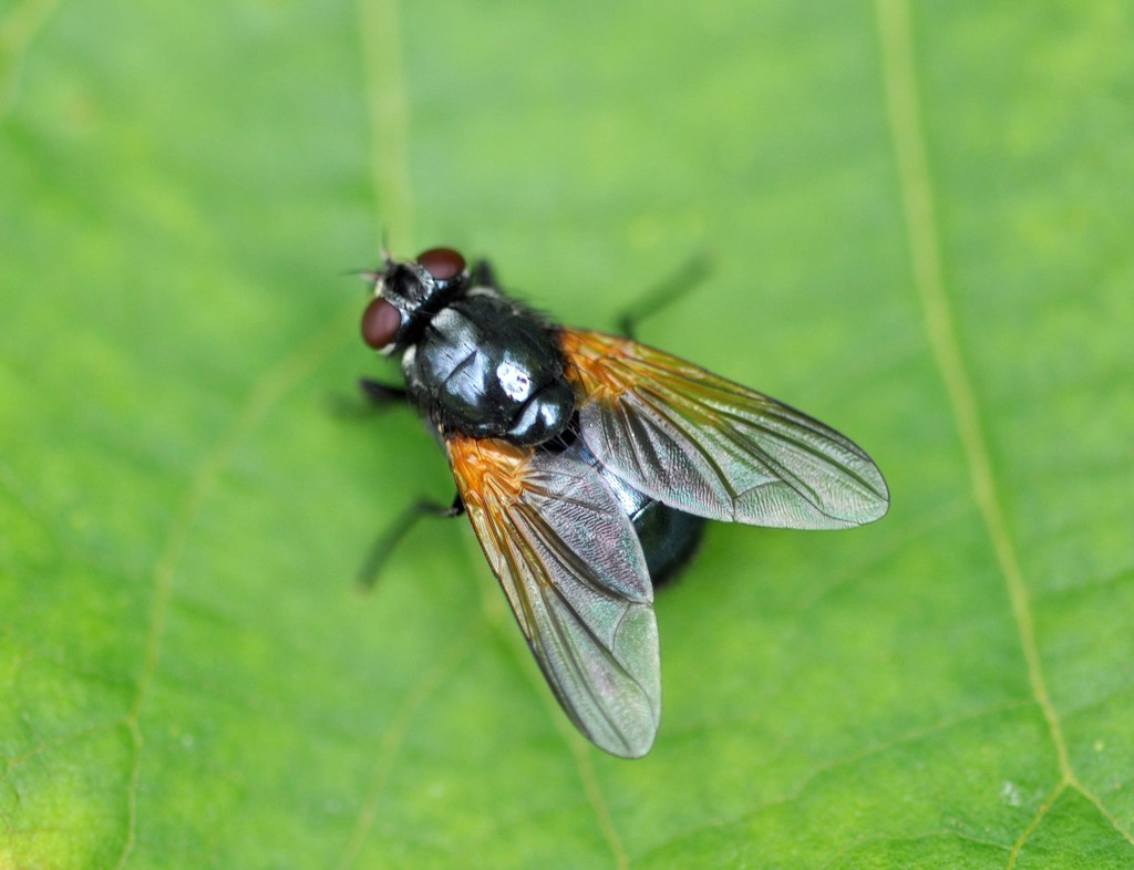 Mesembrina resplendens