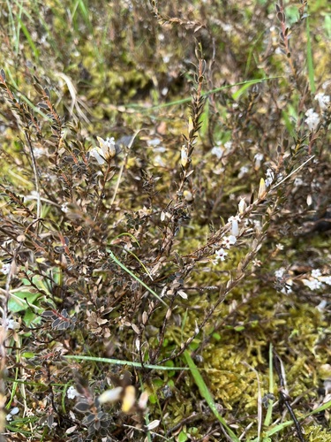 Styphelia nesophila observed 2024-11-14