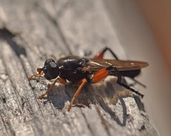 Chalcosyrphus valgus