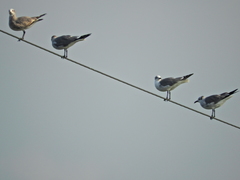 Leucophaeus atricilla