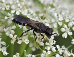 Ectemnius fossorius