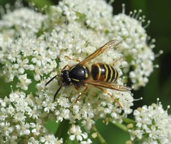 Dolichovespula norwegica