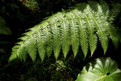 Cyathea grandifolia