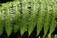 Cyathea grandifolia