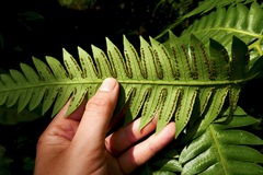 Cyathea grandifolia