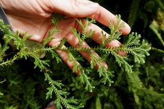 Selaginella substipitata