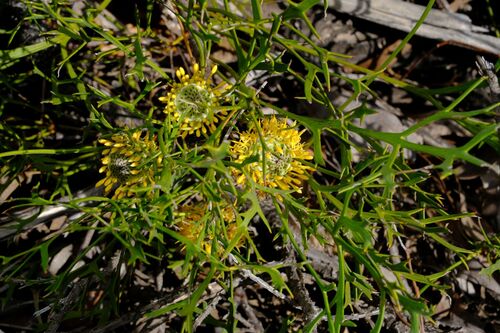 Isopogon petiolaris, photograph 5