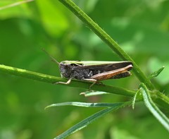 Omocestus
