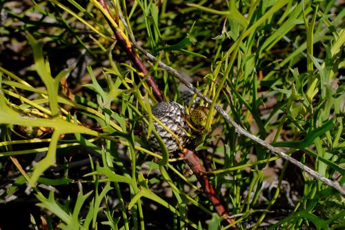 Isopogon petiolaris, photograph 6