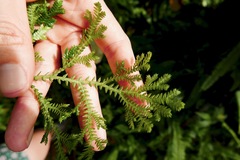 Selaginella substipitata