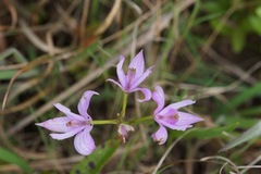 Calopogon oklahomensis