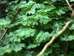 Hymenophyton flabellatum