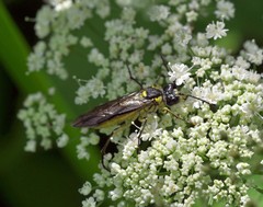 Tenthredo mesomela