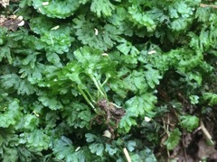 Hymenophyton flabellatum