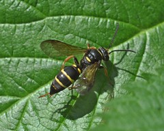 Argogorytes mystaceus