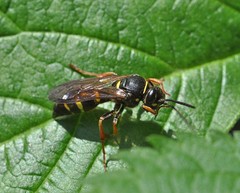 Argogorytes mystaceus