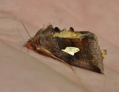 Autographa bractea