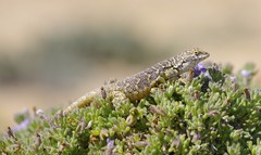 Liolaemus nigromaculatus